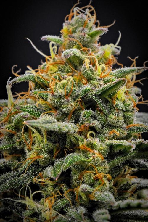 Mendo Cherry Cookies Auto | Fastbuds. Week 11 - Day 71