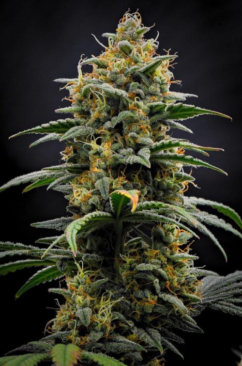 Mendo Cherry Cookies Auto | Fastbuds. Week 11 - Day 71