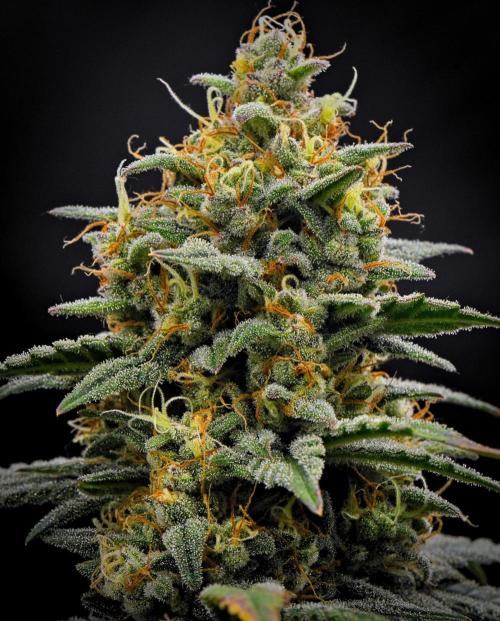 Mendo Cherry Cookies Auto | Fastbuds. Week 11 - Day 71