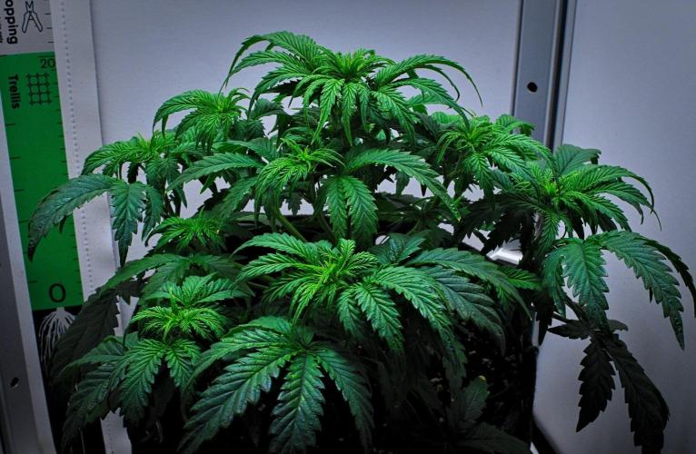 3 Bears OG | Mephisto Genetics. Week 5 - Day 29