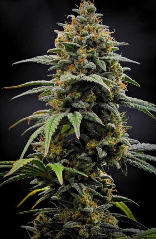 Mendo Cherry Cookies Auto | Fastbuds. Week 11 - Day 73