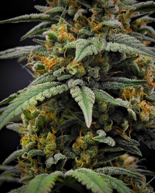Mendo Cherry Cookies Auto. Week 11