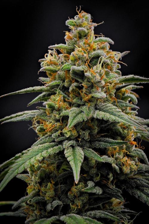 Mendo Cherry Cookies Auto | Fastbuds. Week 11 - Day 73