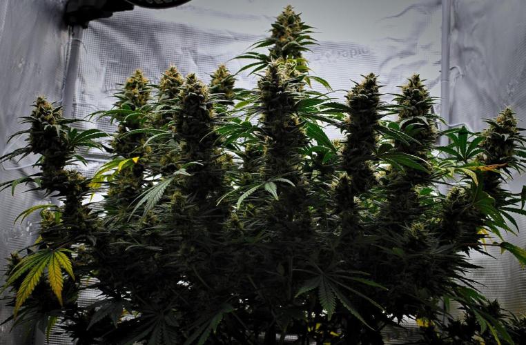 Mendo Cherry Cookies Auto | Fastbuds. Week 11 - Day 73
