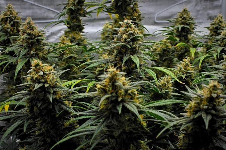 Mendo Cherry Cookies Auto | Fastbuds. Week 11 - Day 73
