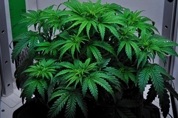 3 Bears OG | Mephisto Genetics. Week 5 - Day 30