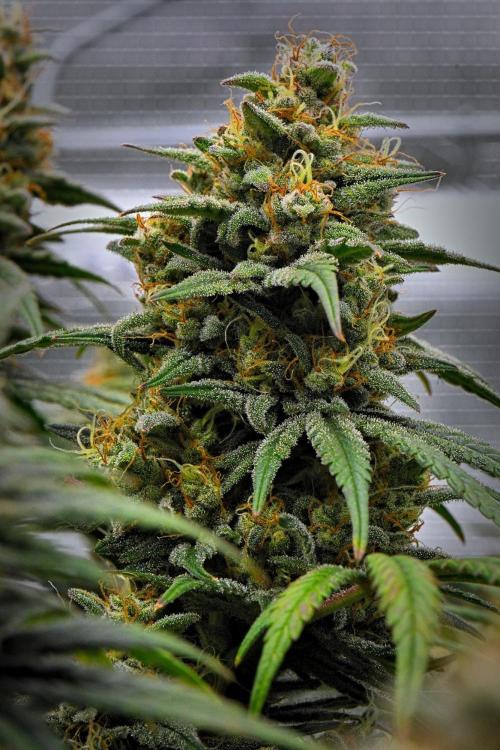 Mendo Cherry Cookies Auto | Fastbuds. Week 11 - Day 74
