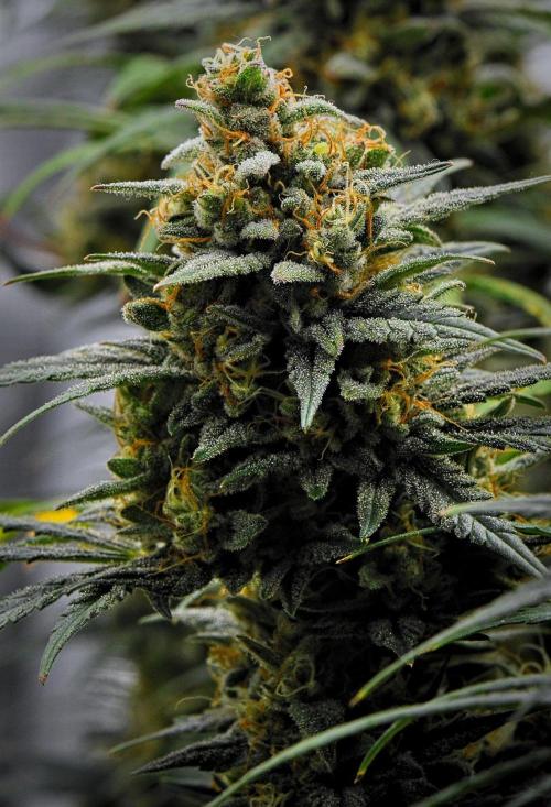 Mendo Cherry Cookies Auto | Fastbuds. Week 11 - Day 74