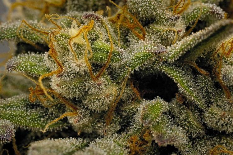 Mendo Cherry Cookies Auto. Week 11