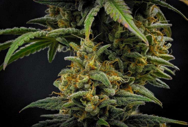 Mendo Cherry Cookies Auto | Fastbuds. Week 11 - Day 75