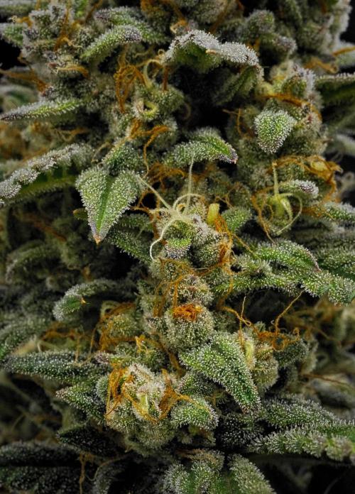 Mendo Cherry Cookies Auto | Fastbuds. Week 11 - Day 75