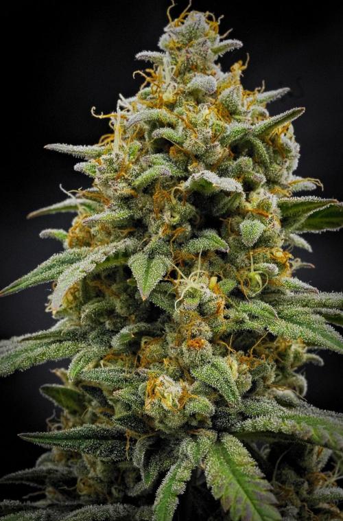 Mendo Cherry Cookies Auto. Week 11