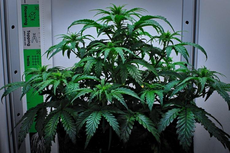 3 Bears OG | Mephisto Genetics. Week 5 - Day 32