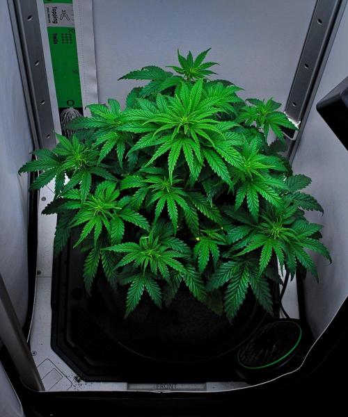 3 Bears OG | Mephisto Genetics. Week 5 - Day 32