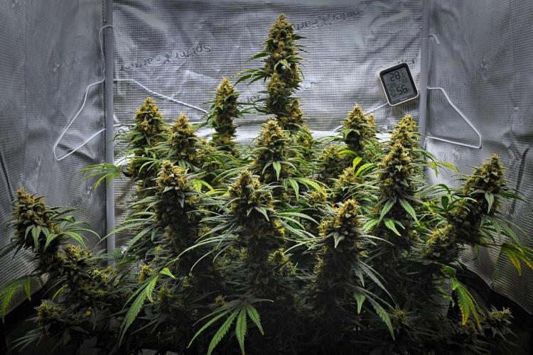 Mendo Cherry Cookies Auto | Fastbuds. Week 12 - Day 76