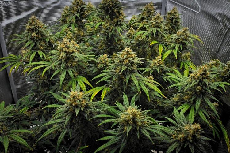 Mendo Cherry Cookies Auto | Fastbuds. Week 12 - Day 76
