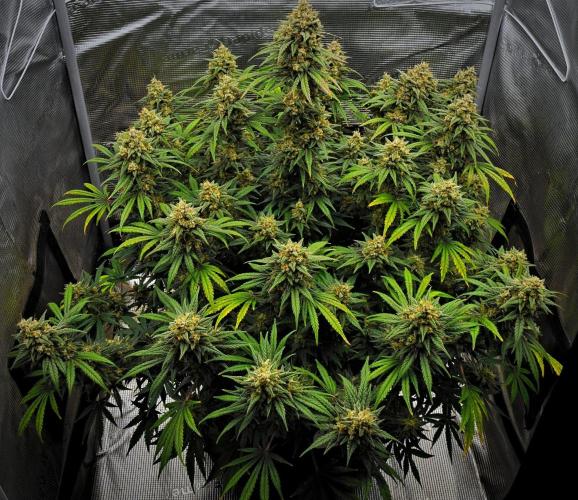 Mendo Cherry Cookies Auto | Fastbuds. Week 12 - Day 76