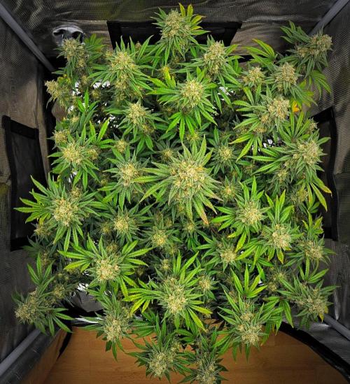 Mendo Cherry Cookies Auto | Fastbuds. Week 12 - Day 76