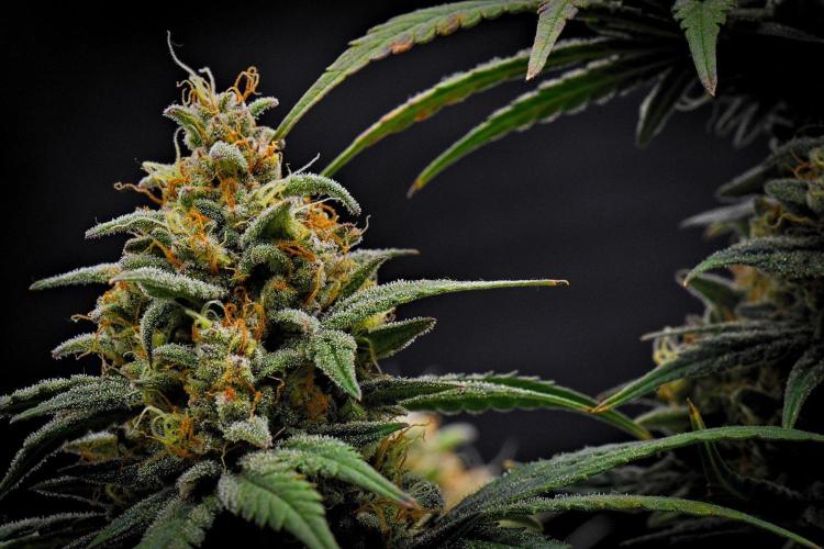 Mendo Cherry Cookies Auto | Fastbuds. Week 12 - Day 76