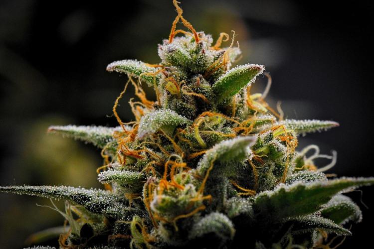 Mendo Cherry Cookies Auto | Fastbuds. Week 12 - Day 76