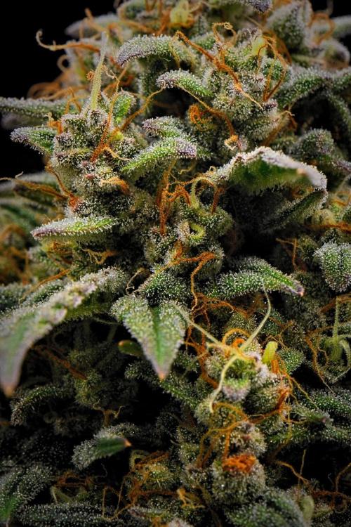 Mendo Cherry Cookies Auto | Fastbuds. Week 12 - Day 76