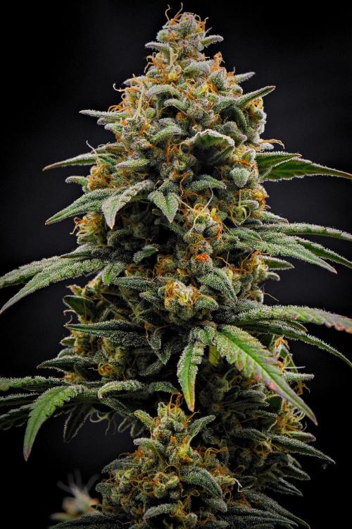 Mendo Cherry Cookies Auto | Fastbuds. Week 12 - Day 76