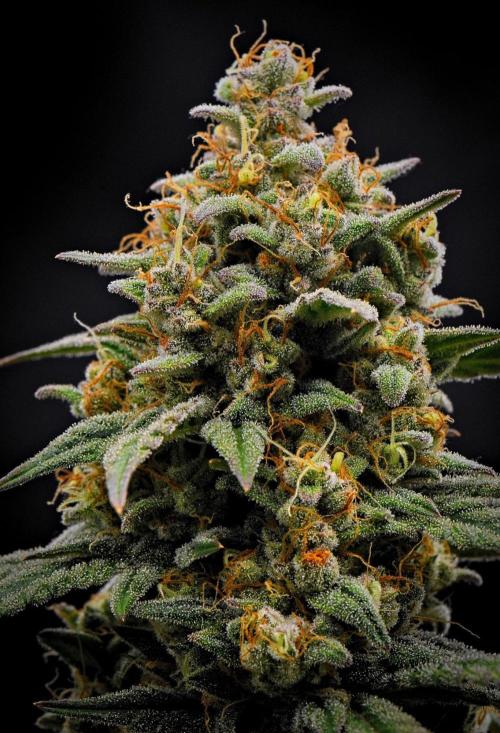 Mendo Cherry Cookies Auto | Fastbuds. Week 12 - Day 76