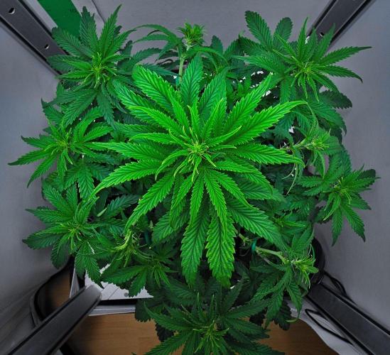 3 Bears OG | Mephisto Genetics. Week 5 - Day 33