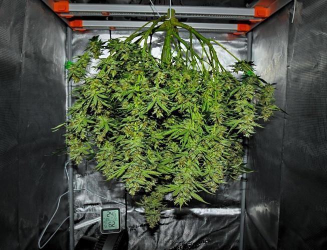 Mendo Cherry Cookies Auto | Fastbuds. Week 12