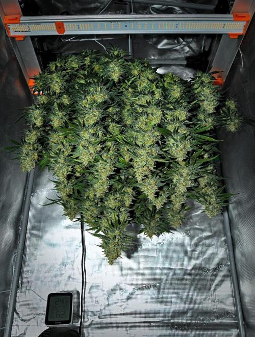 Mendo Cherry Cookies Auto | Fastbuds. Week 12