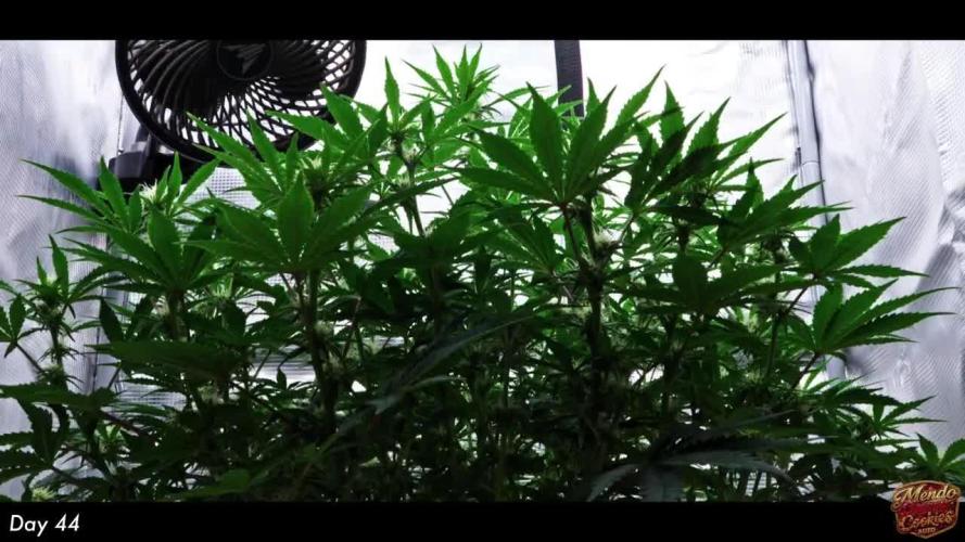 Mendo Cherry Cookies Auto | Fastbuds