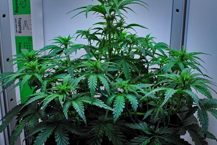 3 Bears OG | Mephisto Genetics. Week 5 - Day 34