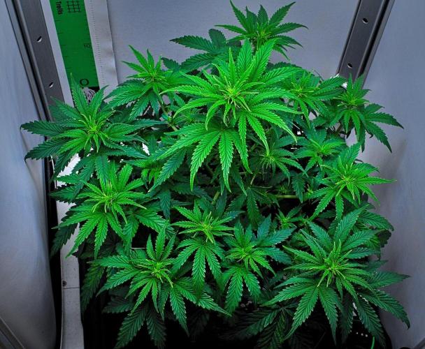 3 Bears OG | Mephisto Genetics. Week 5 - Day 34