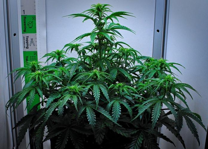 3 Bears OG | Mephisto Genetics. Week 6 - Day 36
