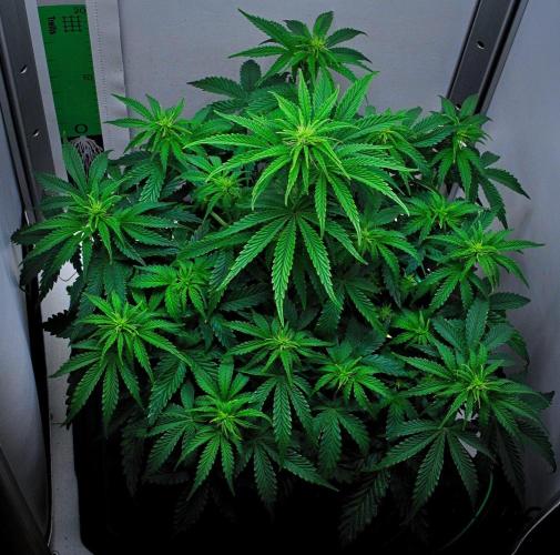 3 Bears OG | Mephisto Genetics. Week 6 - Day 36