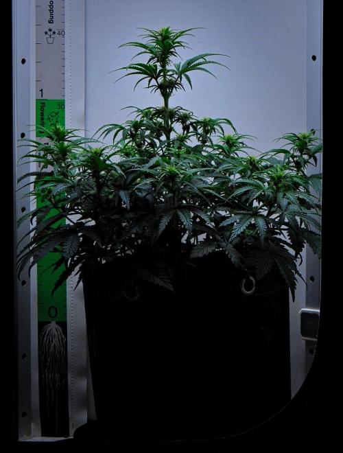 3 Bears OG | Mephisto Genetics. Week 6 - Day 38