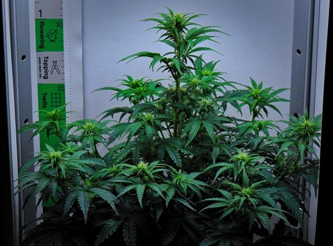 3 Bears OG | Mephisto Genetics. Week 6 - Day 38