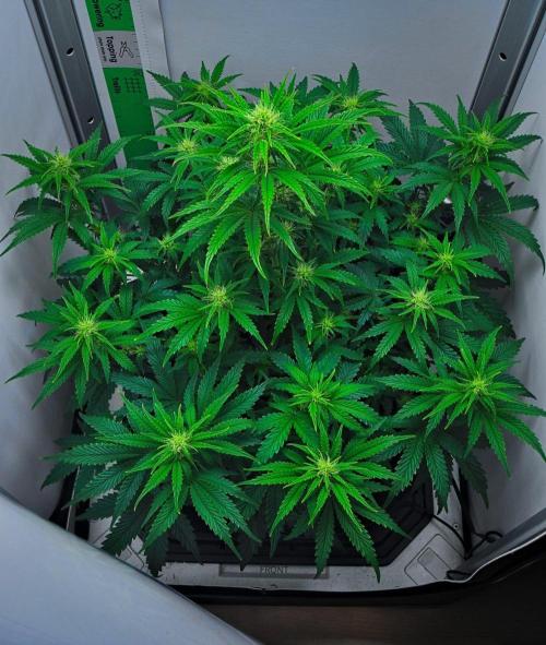 3 Bears OG | Mephisto Genetics. Week 6 - Day 40