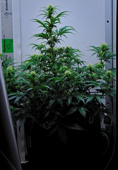 3 Bears OG | Mephisto Genetics. Week 6 - Day 42