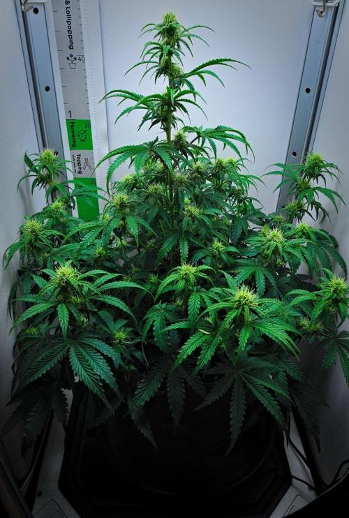 3 Bears OG | Mephisto Genetics. Week 7 - Day 43