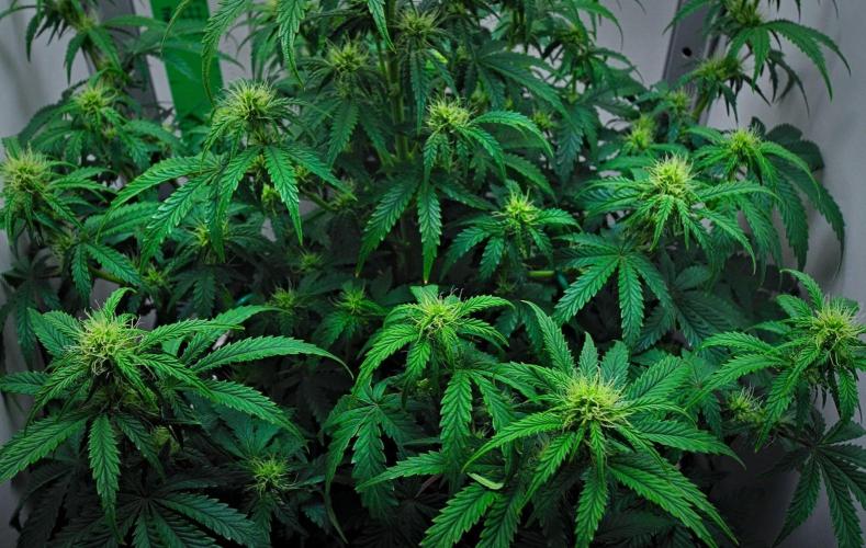 3 Bears OG | Mephisto Genetics. Week 7 - Day 43