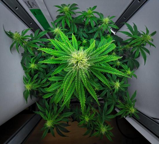 3 Bears OG | Mephisto Genetics. Week 7 - Day 43
