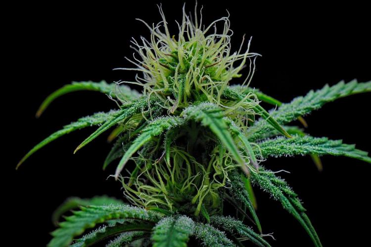 3 Bears OG Auto. Week 7