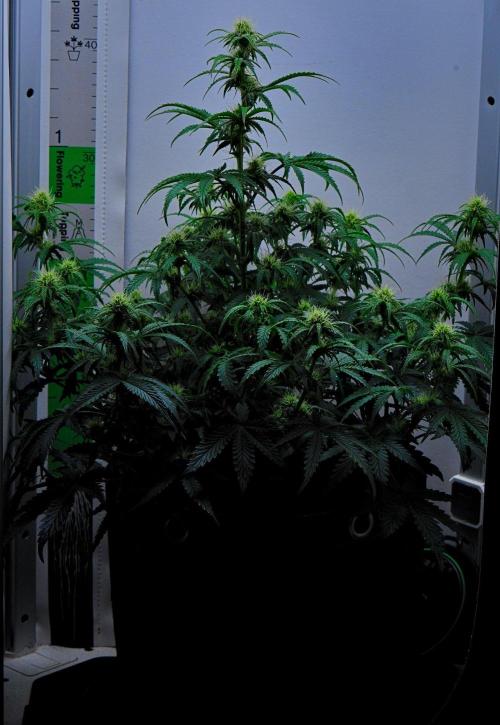 3 Bears OG | Mephisto Genetics. Week 7 - Day 43
