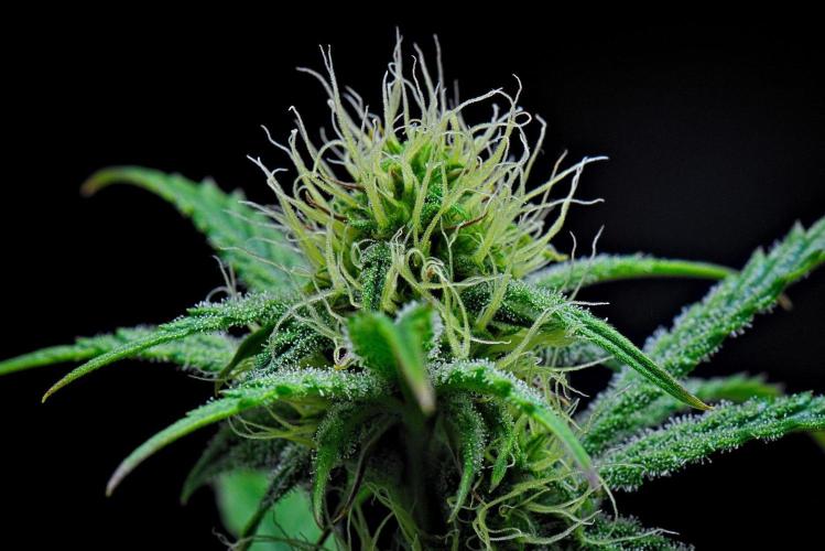 3 Bears OG Auto. Week 7