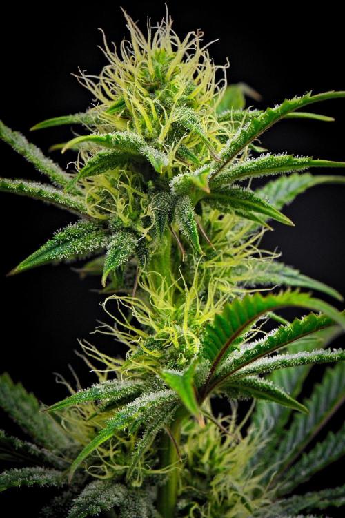 3 Bears OG | Mephisto Genetics. Week 7 - Day 46