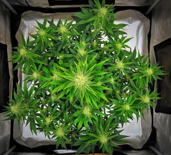 3 Bears OG | Mephisto Genetics. Week 7 - Day 46