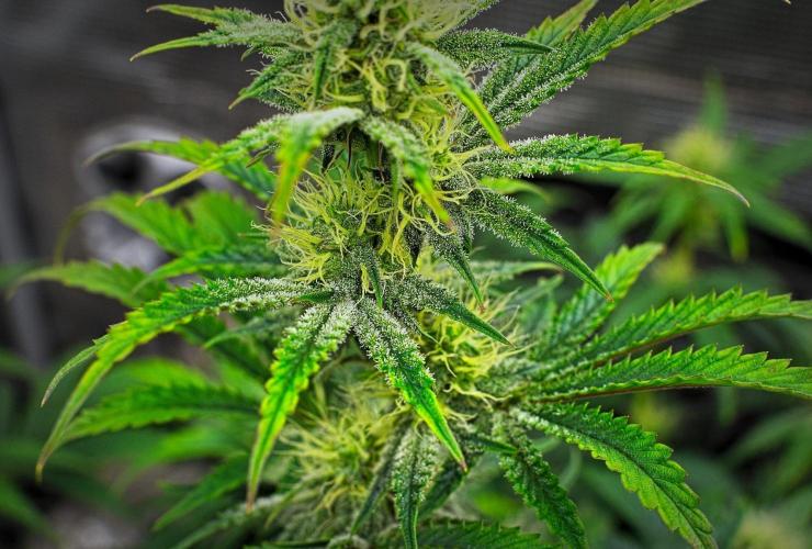 3 Bears OG | Mephisto Genetics. Week 7 - Day 47