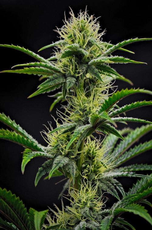 3 Bears OG | Mephisto Genetics. Week 7 - Day 47