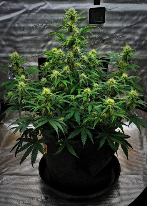 3 Bears OG | Mephisto Genetics. Week 7 - Day 47